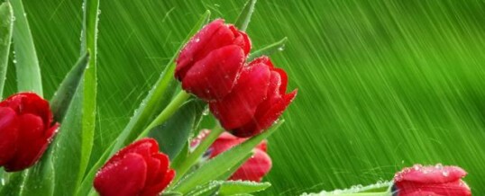 April 2012 Newsletter