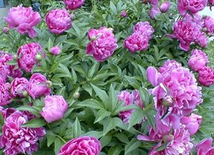 May 2012 Newsletter