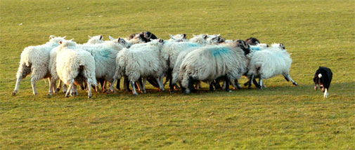 4 Easter- April 29, 2012-The Good Shepherd and the Sheepdog (Psalm 23)